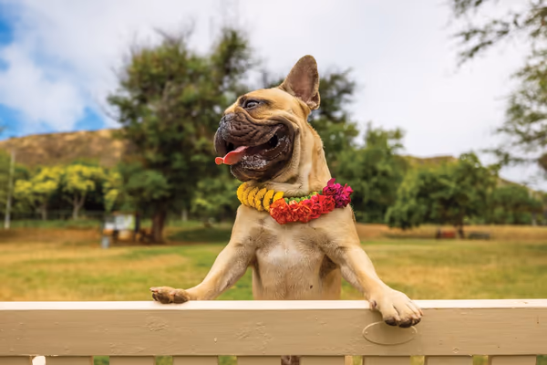 Diamond Head Bark Park photo 1